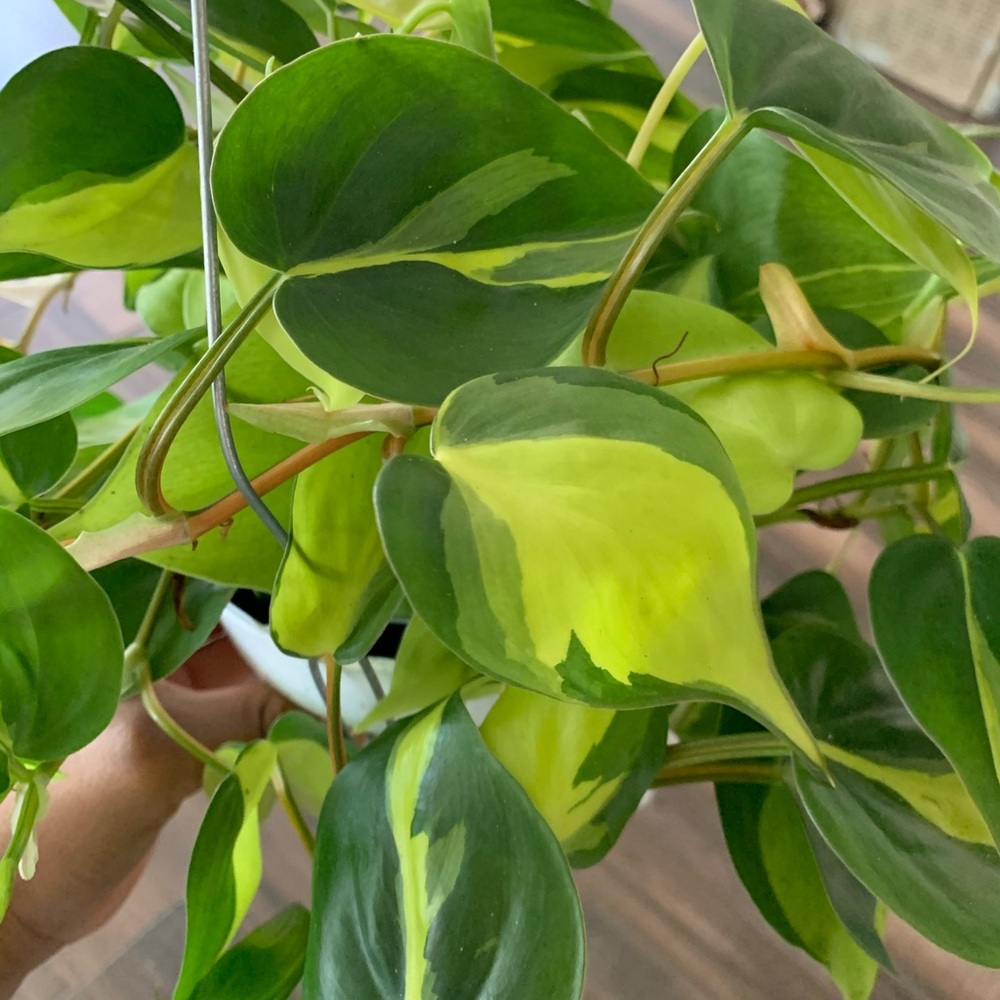 Brazilian philodendron - Picture 3 of 4